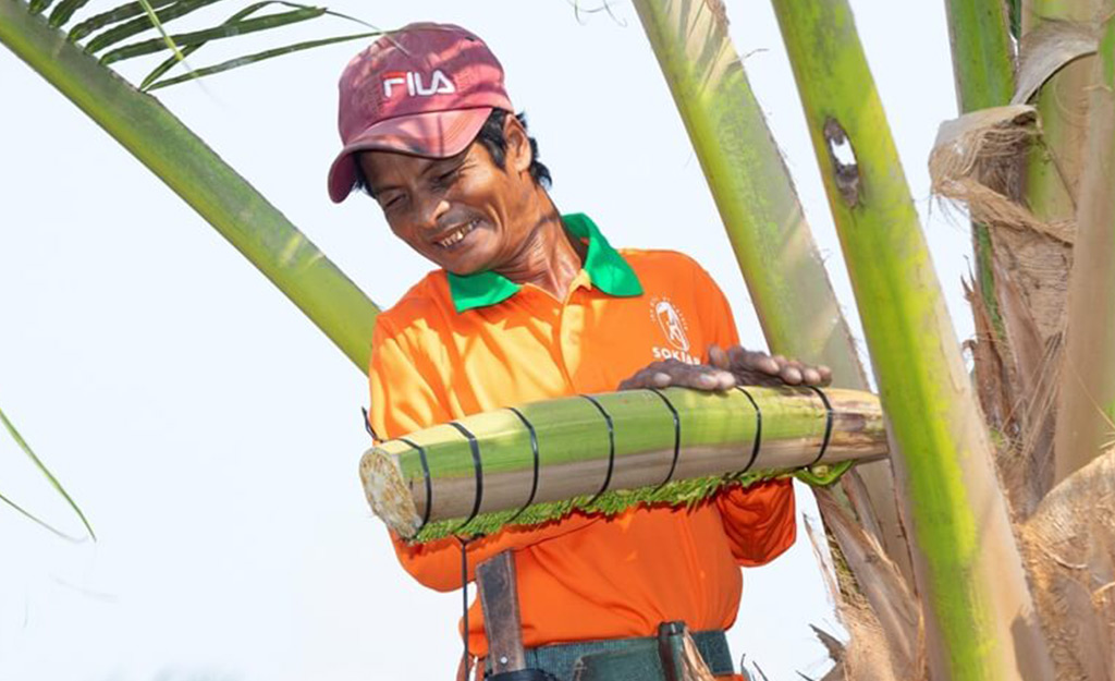 Quy trình chế biến mật hoa dừa cô đặc chân không giúp sản phẩm giữ nguyên giá trị dinh dưỡng và màu sắc vốn có của nguyên liệu.